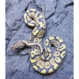 Ball python Hypo (C) (Python regius)