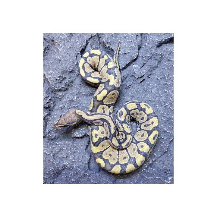 Kuningaspyton Hypo (C) (Python regius)