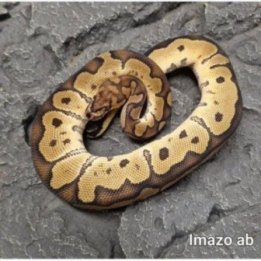 Kuningaspyton Clown (C) Python regius