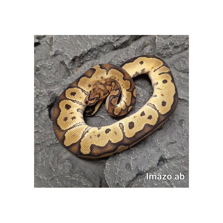 Kuningaspyton Clown (C) Python regius