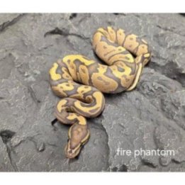 Kuningaspyton Fire Phantom (C) Python regius
