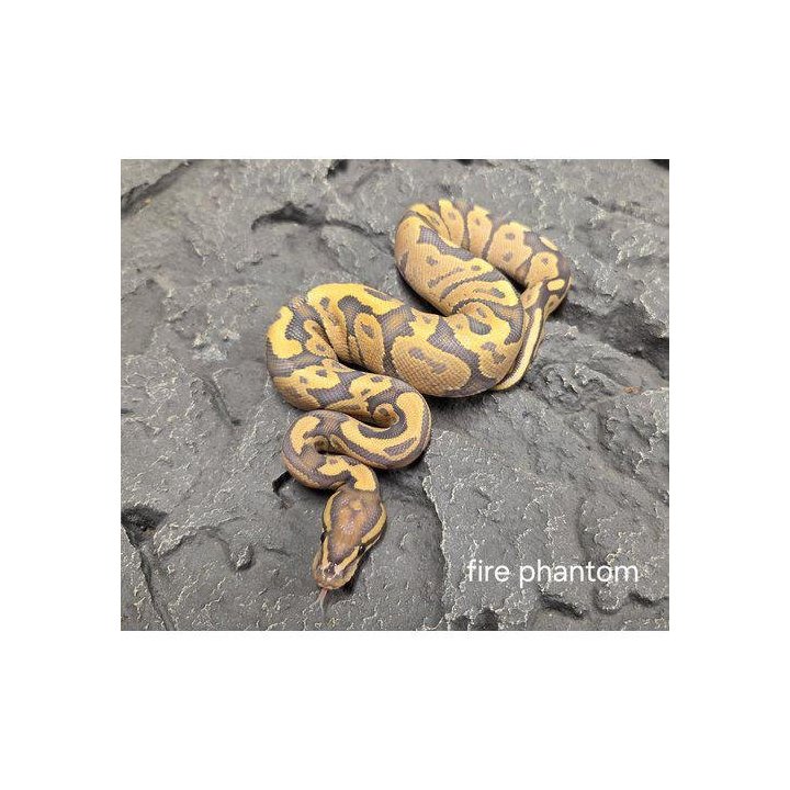 Ball python Fire Phantom (C) (Python regius)