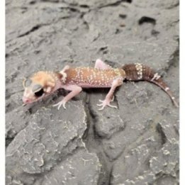 Australian paksuhäntägekko Hypo juveniili -