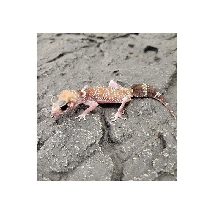 Australian paksuhäntägekko Hypo juveniili -