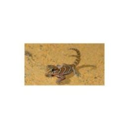 Ocelot gecko (Paroedura picta)