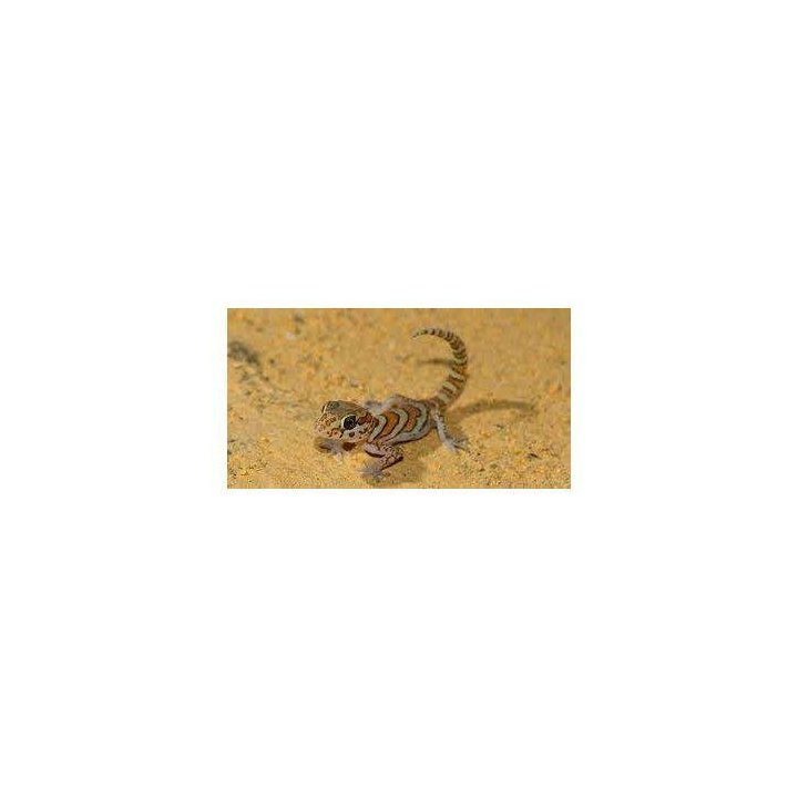 Ocelot gecko (Paroedura picta)