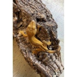 Ripsigekko nuori -