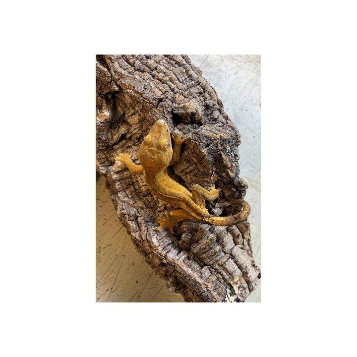 Ripsigekko nuori -