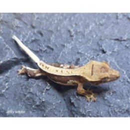Ripsigekko Lilly valkoinen subadultti -