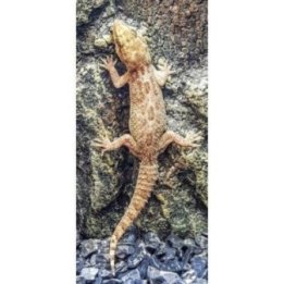 Kotigekko Hemidactylus frenatus