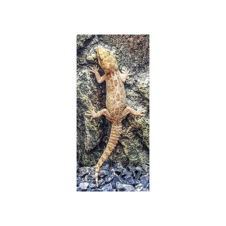 Husgecko Hemidactylus frenatus