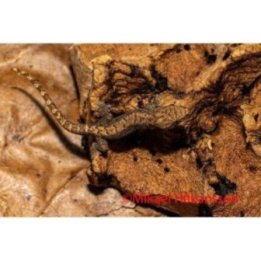 Surugekko Lepidodactylus lugubris