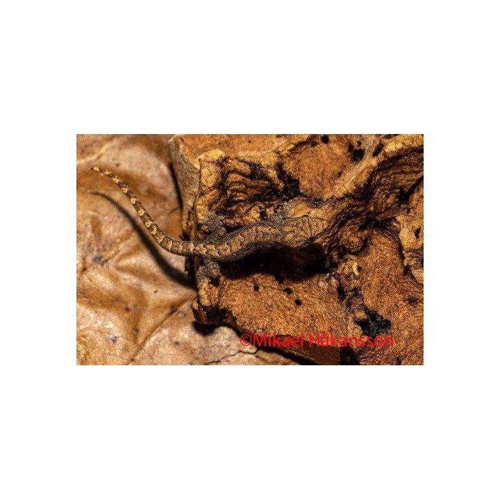 Mourning Gecko (Lepidodactylus lugubris)
