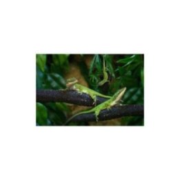 Vihreä anolis (koiras) -