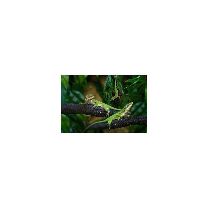 Vihreä anolis (koiras) -
