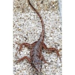 Ruskea anolis (koiras) -