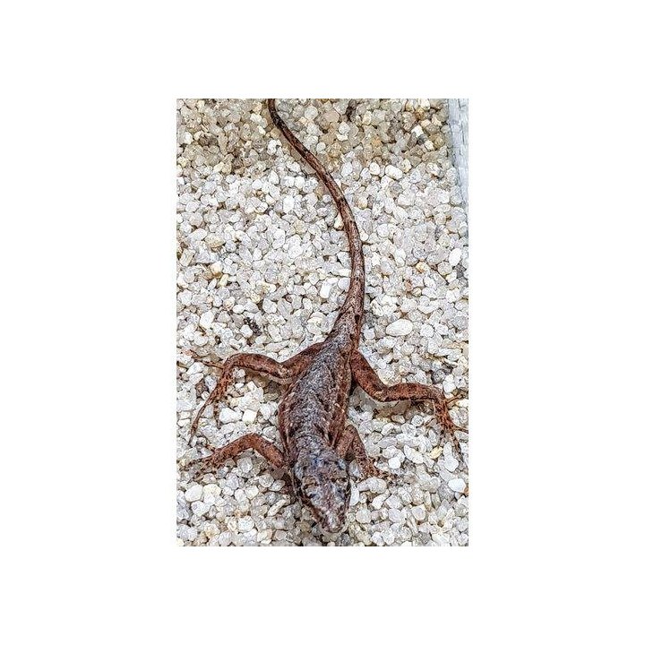 Anolis sagrei 1.0