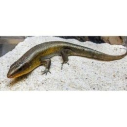 Mabuya macularia Bronze grass skink