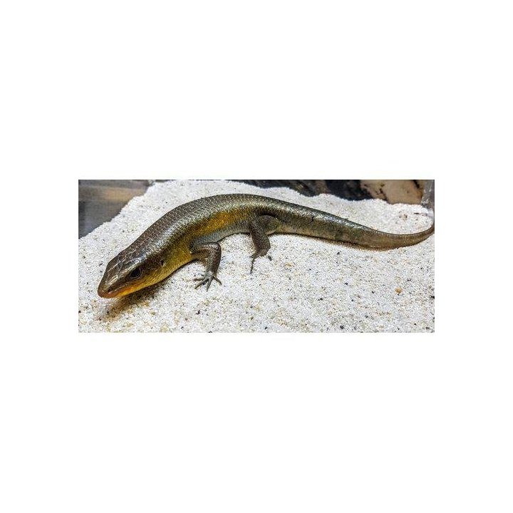 Mabuya macularia Bronze grass skink