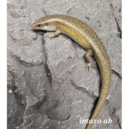 Monijuovainen kiiltoskinkki (Lampropholis delicata) -