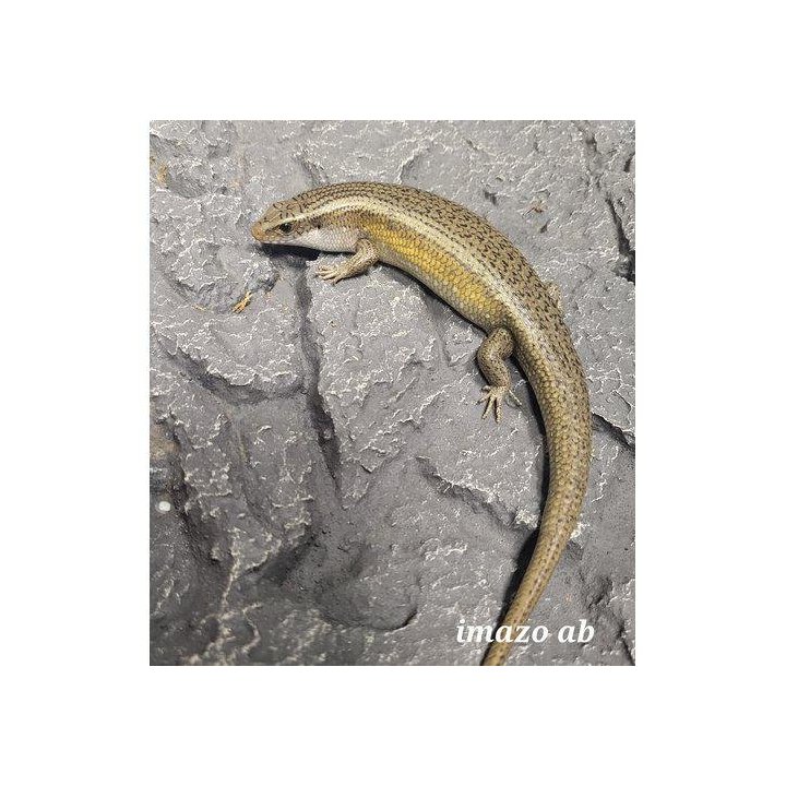 Monijuovainen kiiltoskinkki (Lampropholis delicata) -