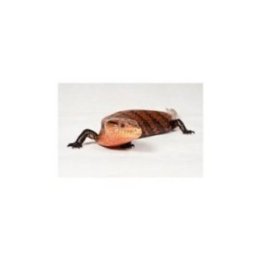 Sinikieliskinkki (Tiliqua scincoides) CA30 -