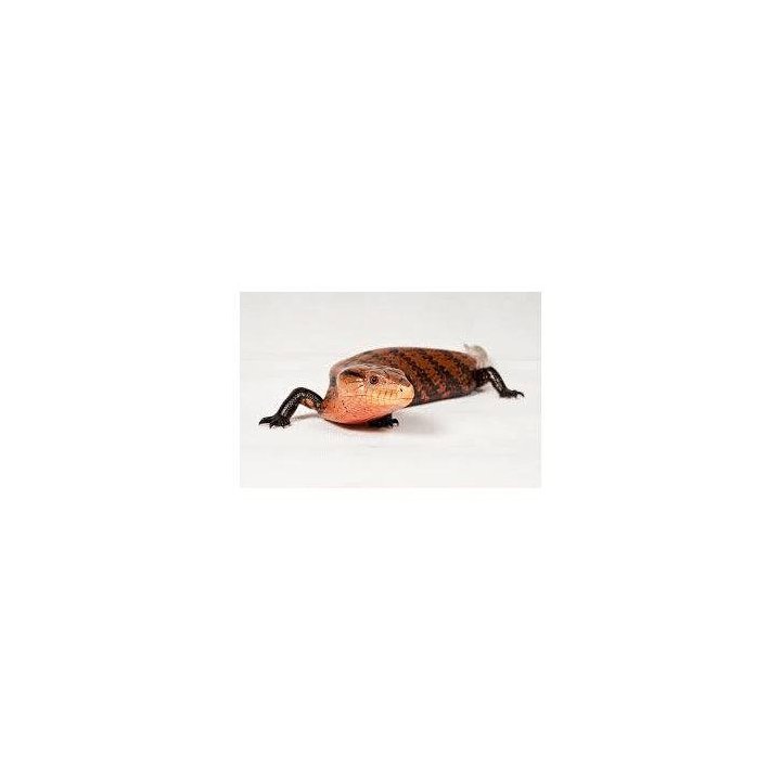 Sinikieliskinkki (Tiliqua scincoides) CA30 -