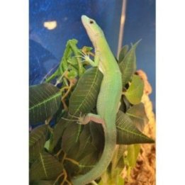 Gastropholis prasina green keel-bellied lizard