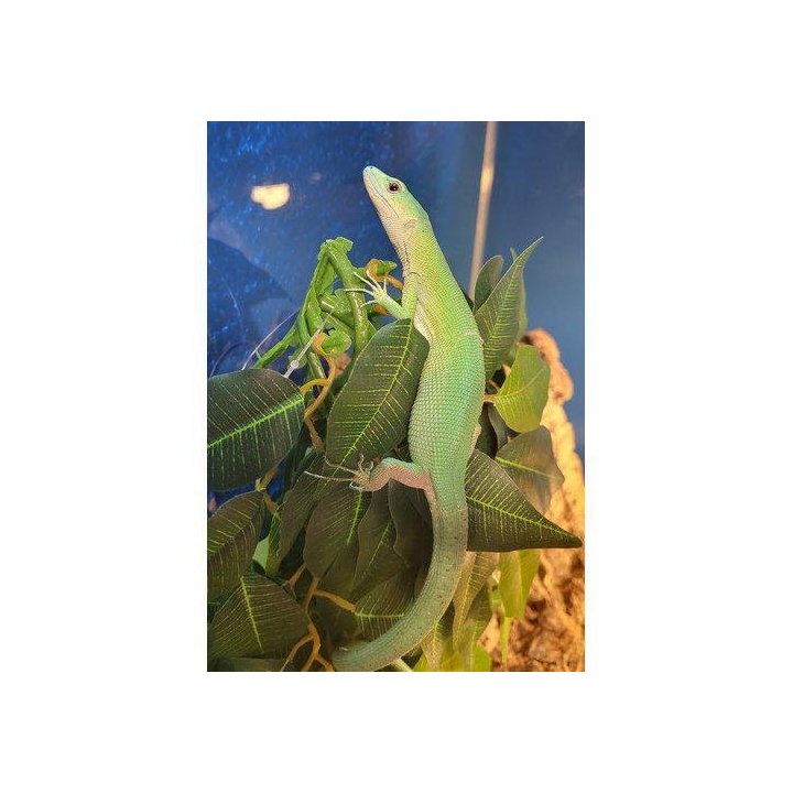 Gastropholis prasina green keel-bellied lizard