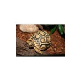 Leopardikilpikonna 8-12cm (C) -