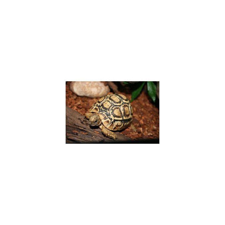 Leopardikilpikonna 8-12cm (C) -