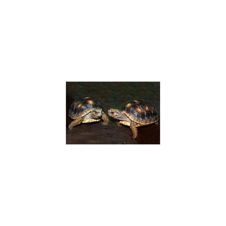 Geochelone carbonari
