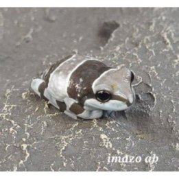 Maitosammakko 2-3CM -