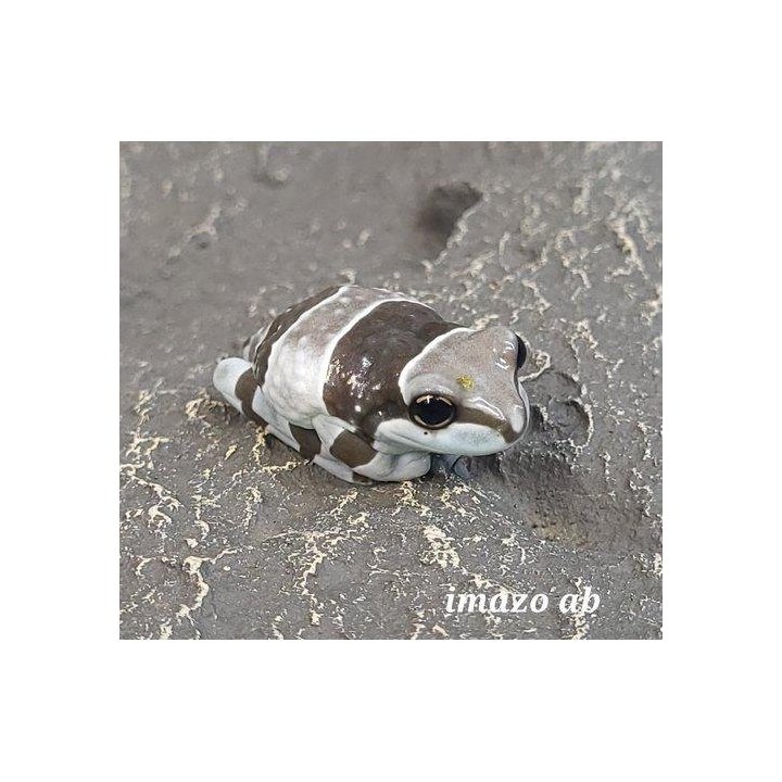 Maitosammakko 2-3CM -