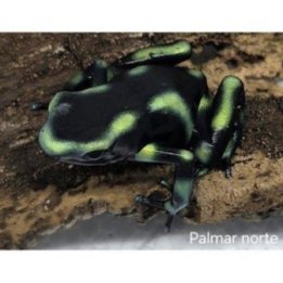 Vihreä nuolimyrkkysammakko Palmar Norte (C) -