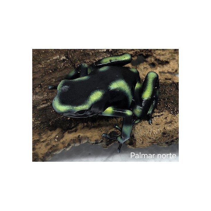 Vihernuolimyrkkysammakko Palmar Norte (C) Dendrobates auratus