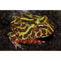Sarvisammakko Ceratophrys cranwelli vihreä