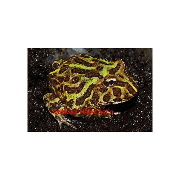 Sarvisammakko Ceratophrys cranwelli vihreä