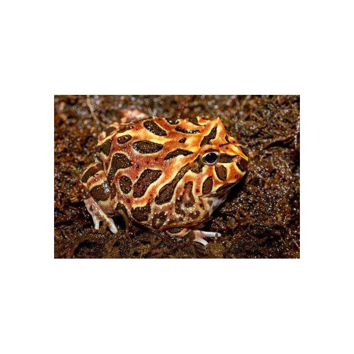 Sarvisammakko Ceratophrys cranwelli Coffee