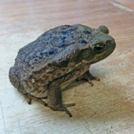 Agakonna Rhinella marina
(Aiemmin Bufo marinus)