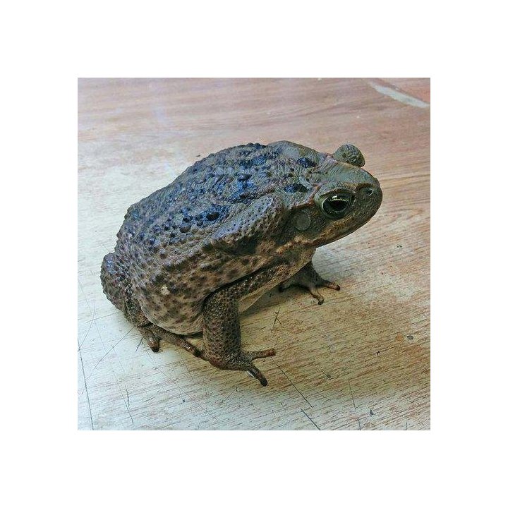 Agakonna Rhinella marina
(Aiemmin Bufo marinus)