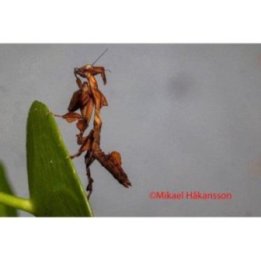 Rukoilijasirkka kummitus Phyllocrania paradoxa
