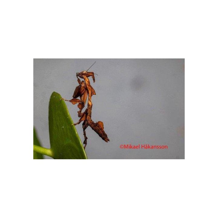 Ghost mantis Phyllocrania paradoxa