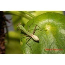 African mantis Sphodromantis lineola