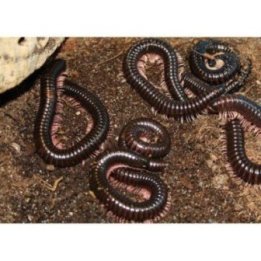 Dendrostreptus macracanthus 6-8 CM Tanzanian pink legged millipede