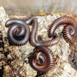 Tusenfoting Afrikans Jätte Archispirostreptus gigas
