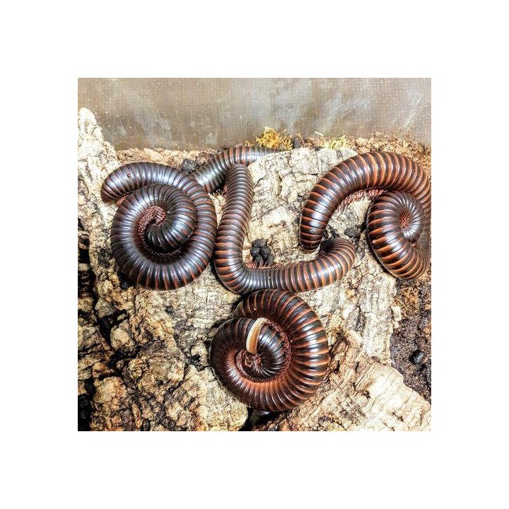 Tusenfoting Afrikans Jätte Archispirostreptus gigas