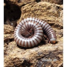 Tonkinbolus caudulanus