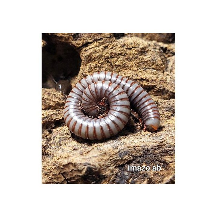 Tonkinbolus caudulanus