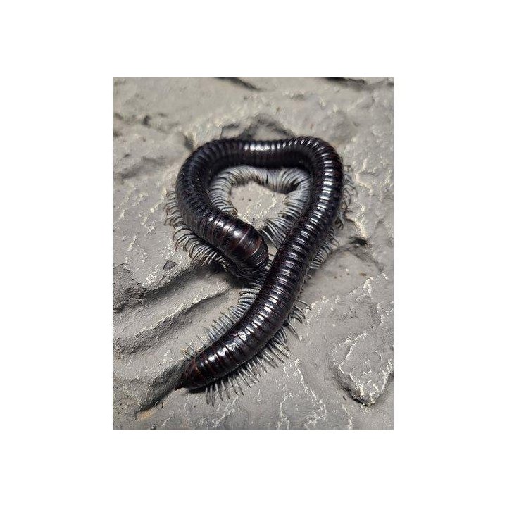 Alienostreptus bicoloripes White Leg